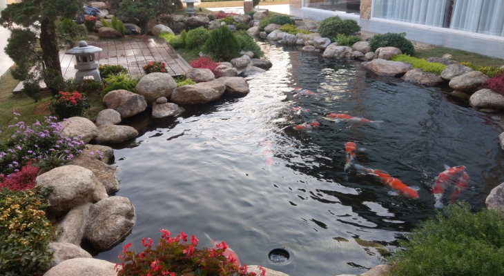 Thi công hồ cá koi – Giải pháp tạo không gian xanh cho ngôi nhà của bạn